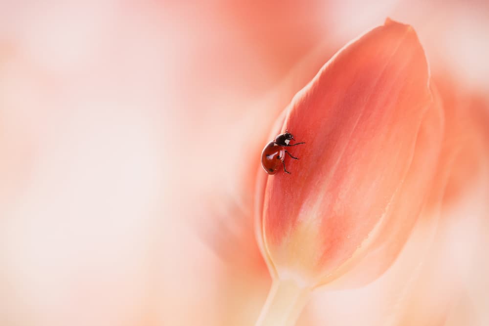 Simplicity by Ellen van Deelen — canvas wall art