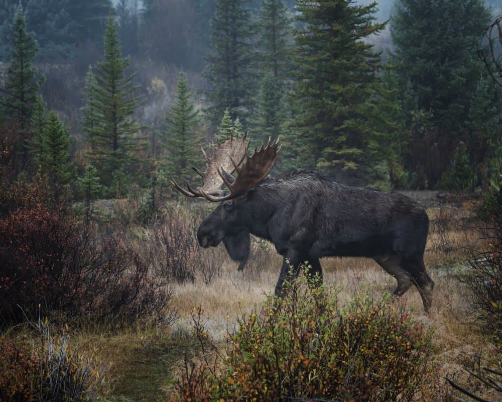 Misty Forest Moose by Linda Lu — canvas wall art