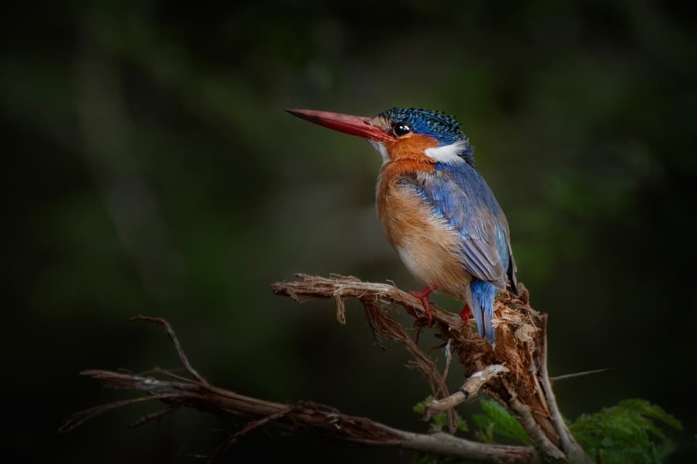Vibrant Malachite Kingfisher by Antonio Grambone — canvas wall art