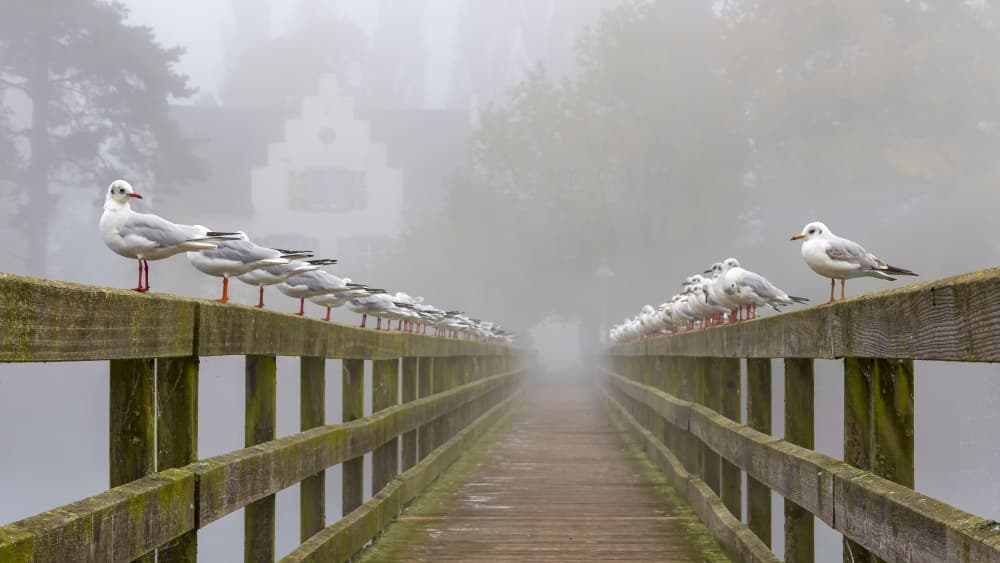 Seagulls on Misty Bridge by Franz Baumann — canvas wall art