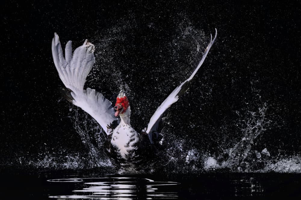 Muscovy Duck Splash by Qing Zhao — canvas wall art