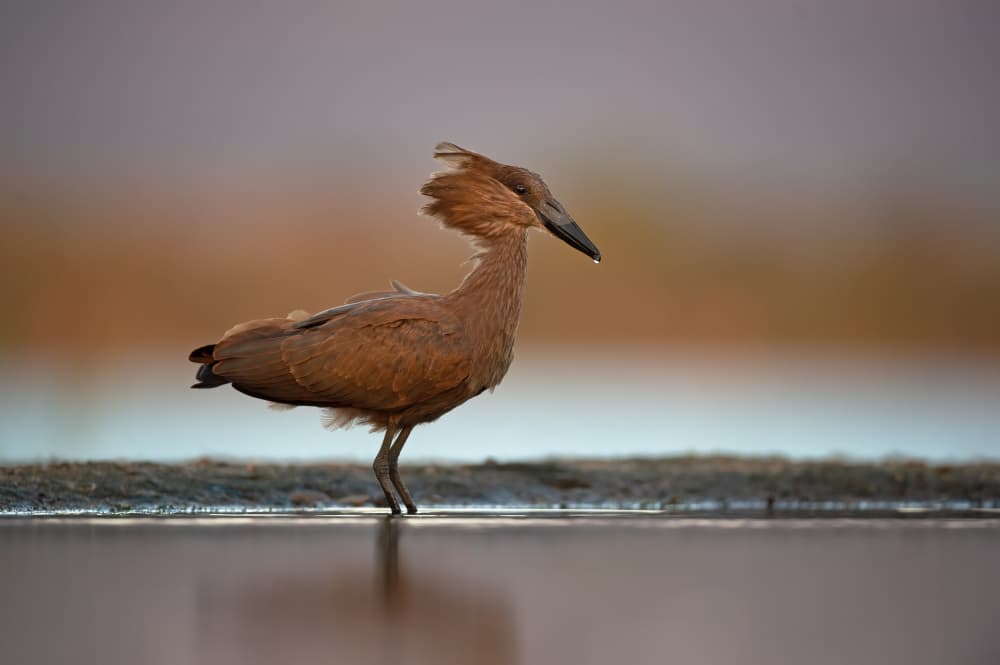 Hamerkop Reflection by Marco Pozzi — canvas wall art