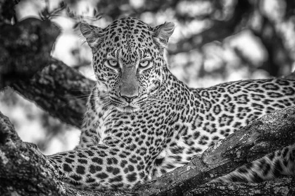 Watchful Tree Leopard by Jeffrey C. Sink — canvas wall art