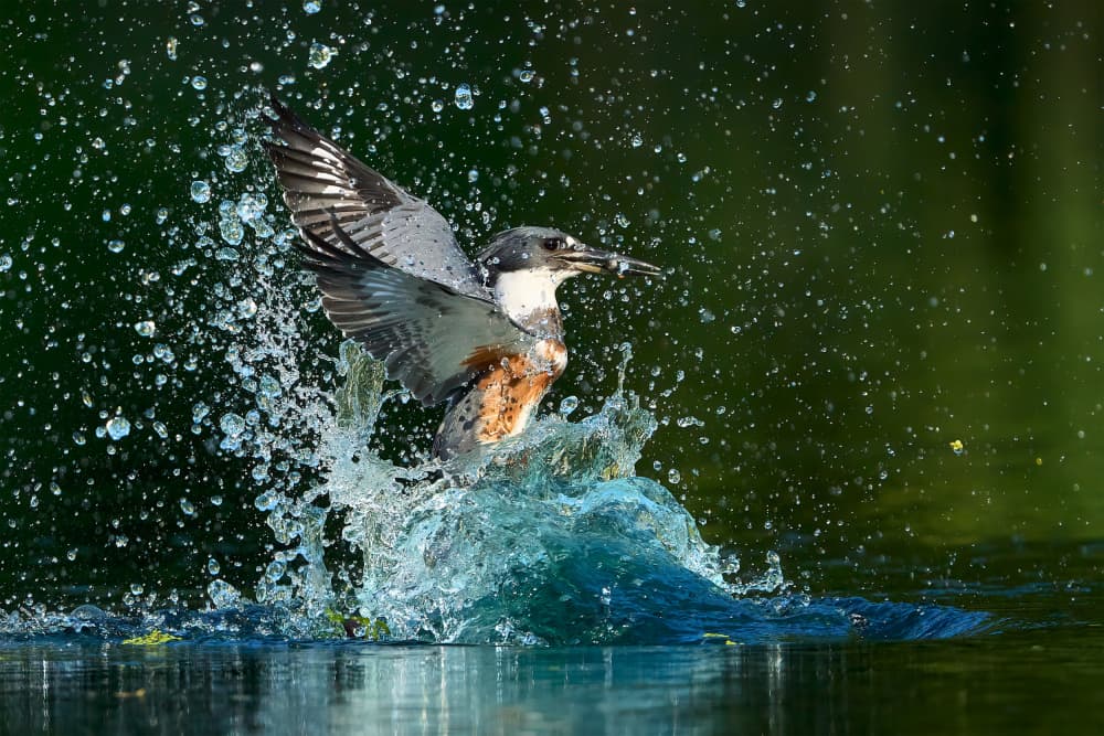 Kingfisher Water Splash by Johnny Chen — canvas wall art