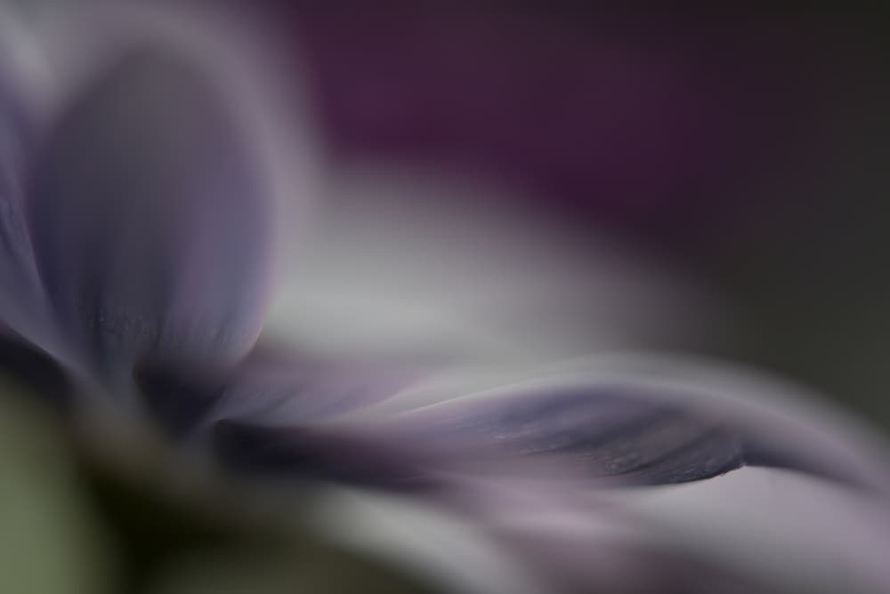 Ethereal Purple Petals by Heidi Westum — canvas wall art