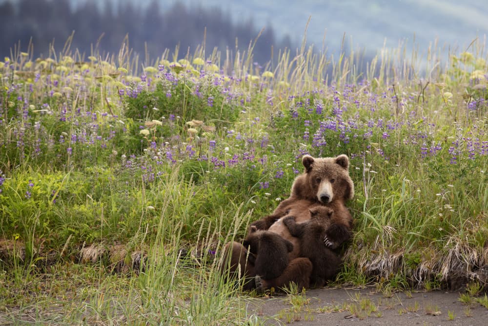 Wild Mama Bear Nursing Cubs by Linda D Lester — canvas wall art