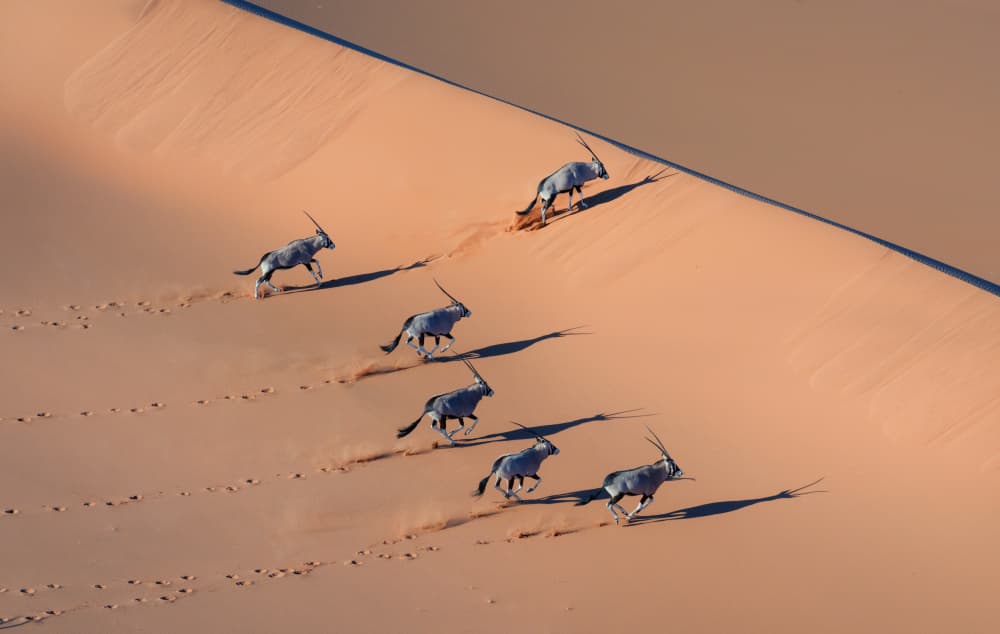 Oryx Running Desert Dune by MIN LI — canvas wall art