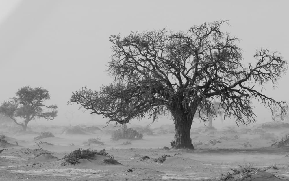 Wind Blown Desert Trees by Dirk Lombard — canvas wall art