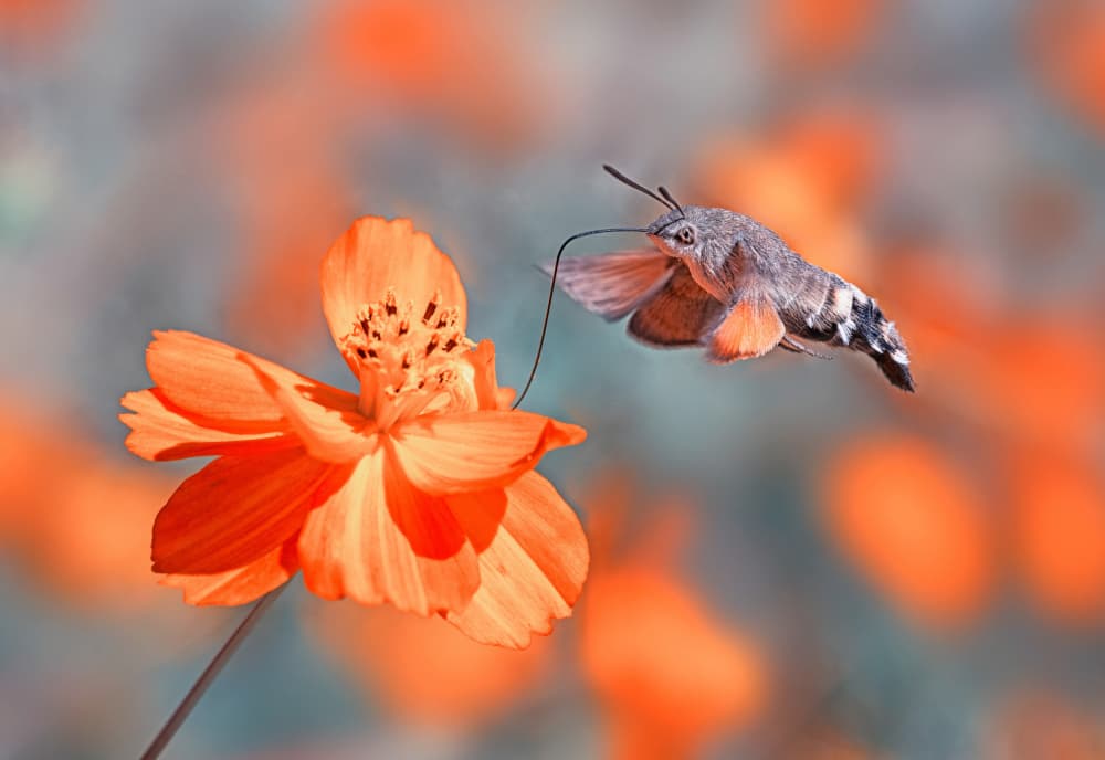 Hovering Hummingbird Moth by Summer2016 — canvas wall art