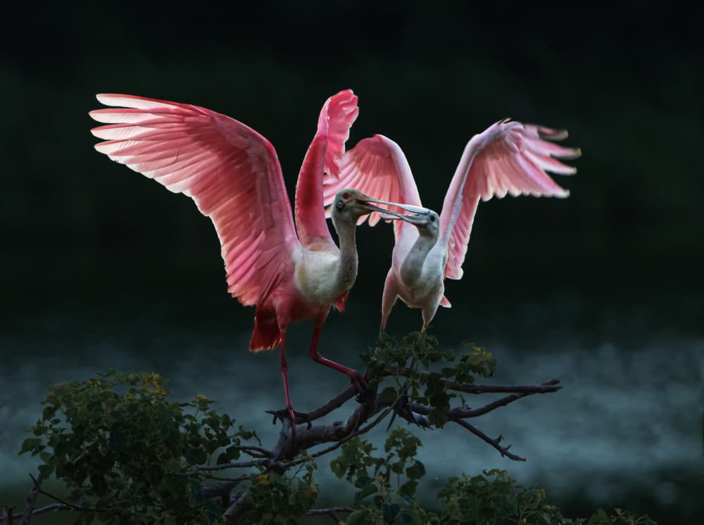 Roseate Spoonbill Embrace by Anna Zhang — canvas wall art