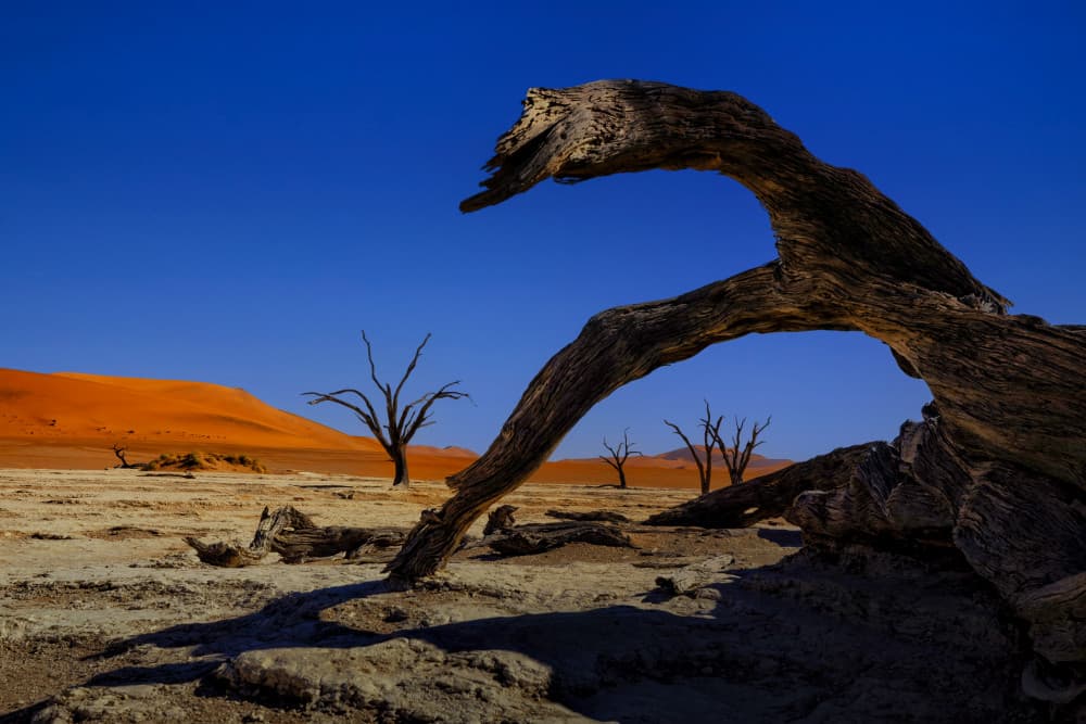 Deadvlei Ancient Trees by Joanna W — canvas wall art
