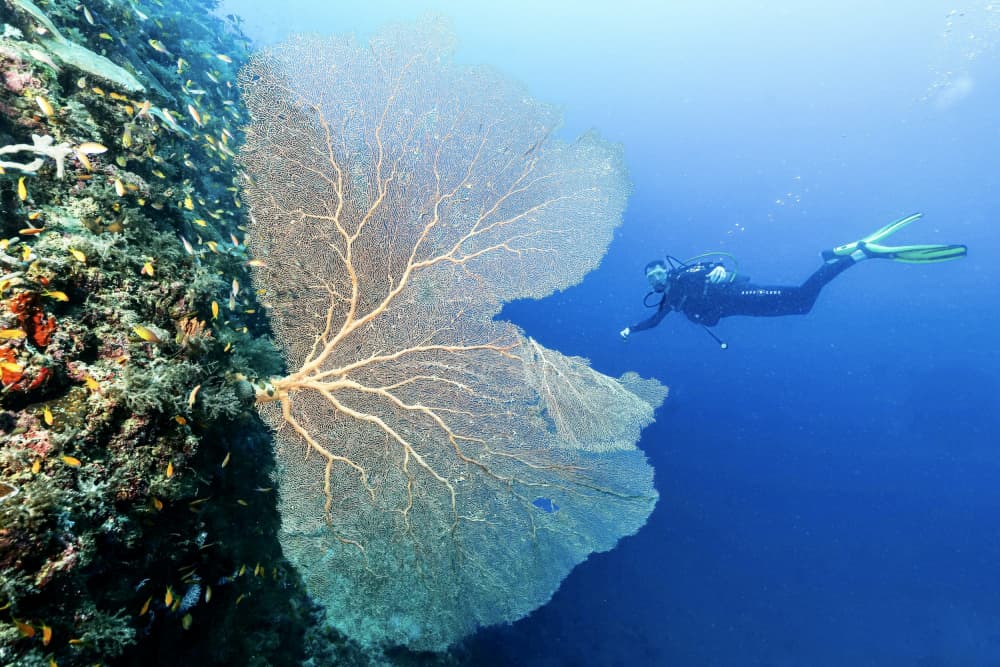 Giant Sea Fan Diver by Serge Melesan — canvas wall art