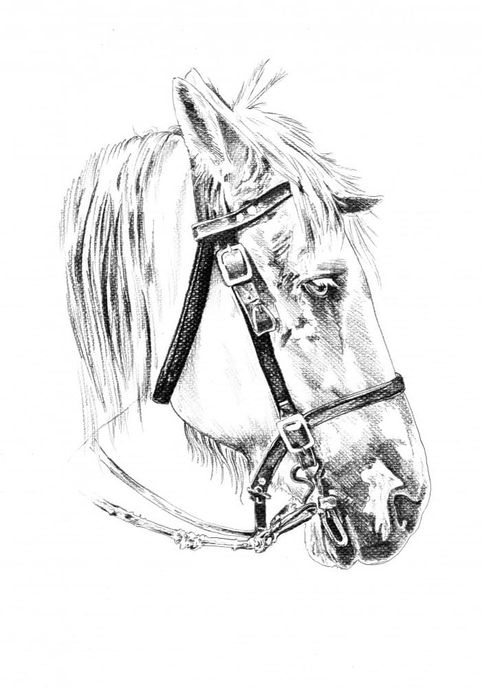 Noble Horse Head Sketch by Kulik — canvas wall art