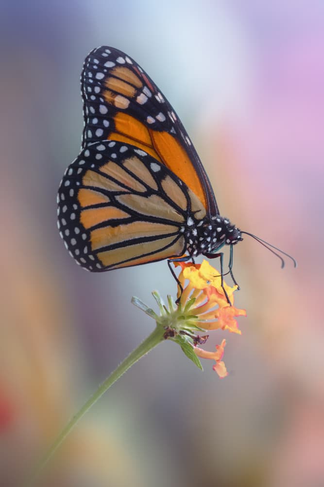 Vibrant Monarch on Flower by Fabrizio Daminelli — canvas wall art