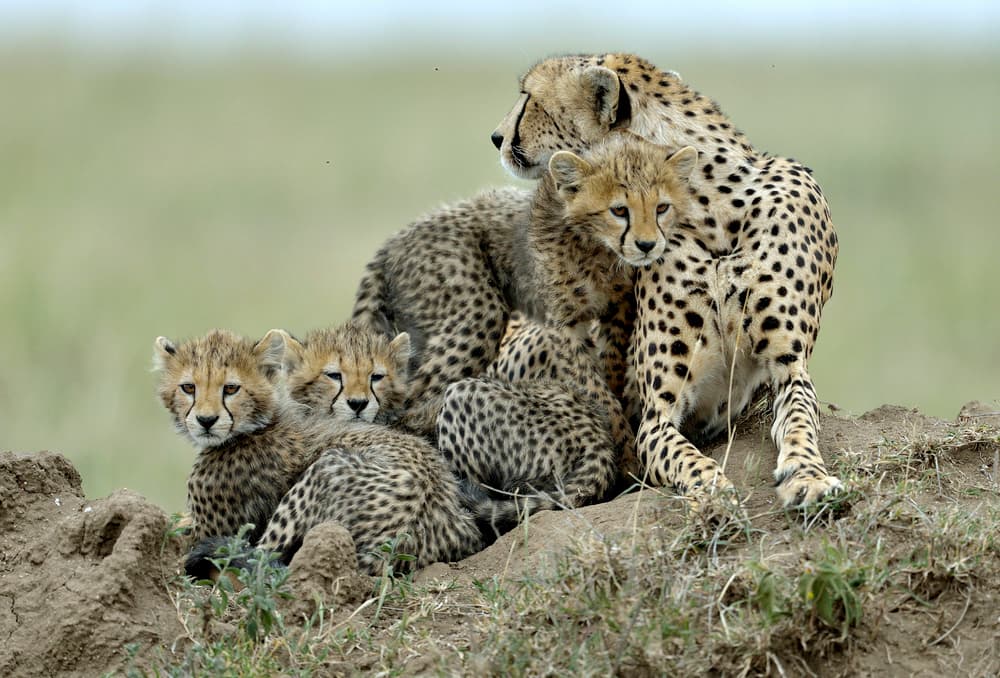 Cheetah Mother and Cubs by Giuseppe DAmico — canvas wall art