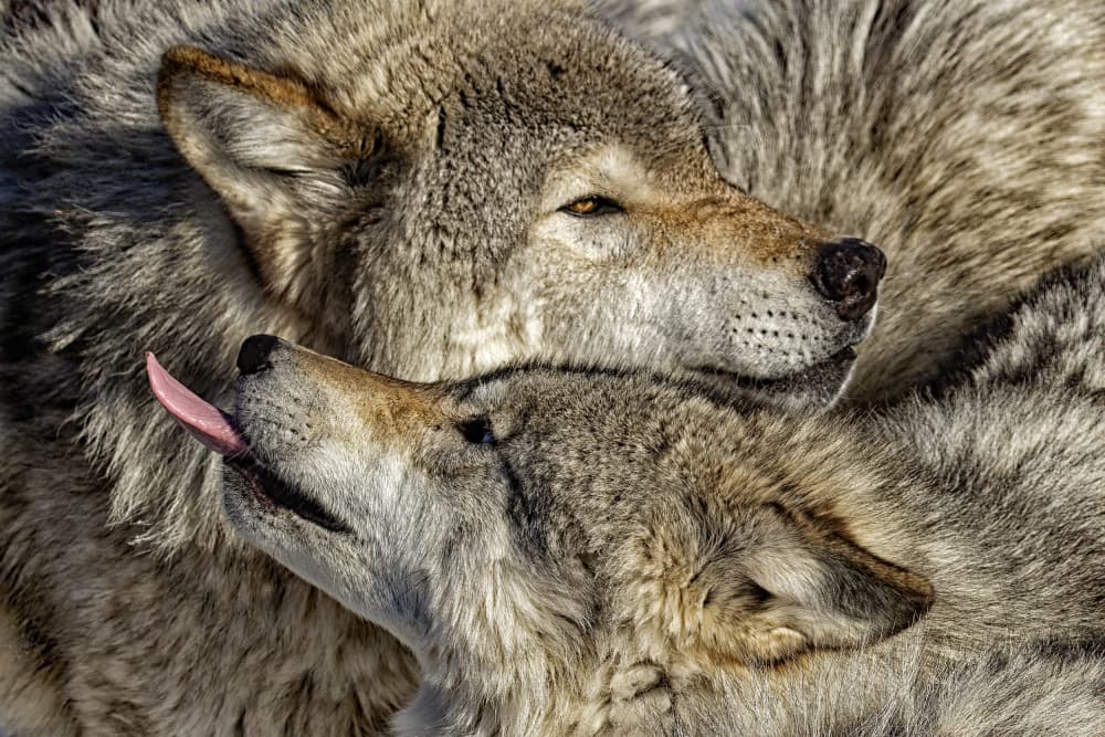 Affectionate Wolf Pair by Lucie Gagnon — canvas wall art