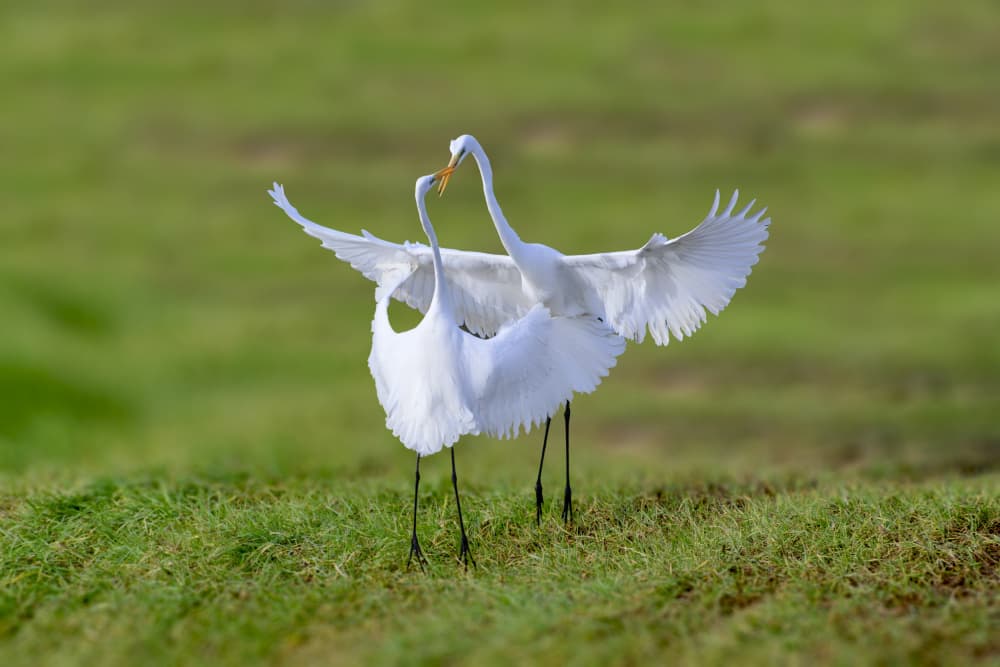 Graceful Egret Dance by Mallal Moshe — canvas wall art