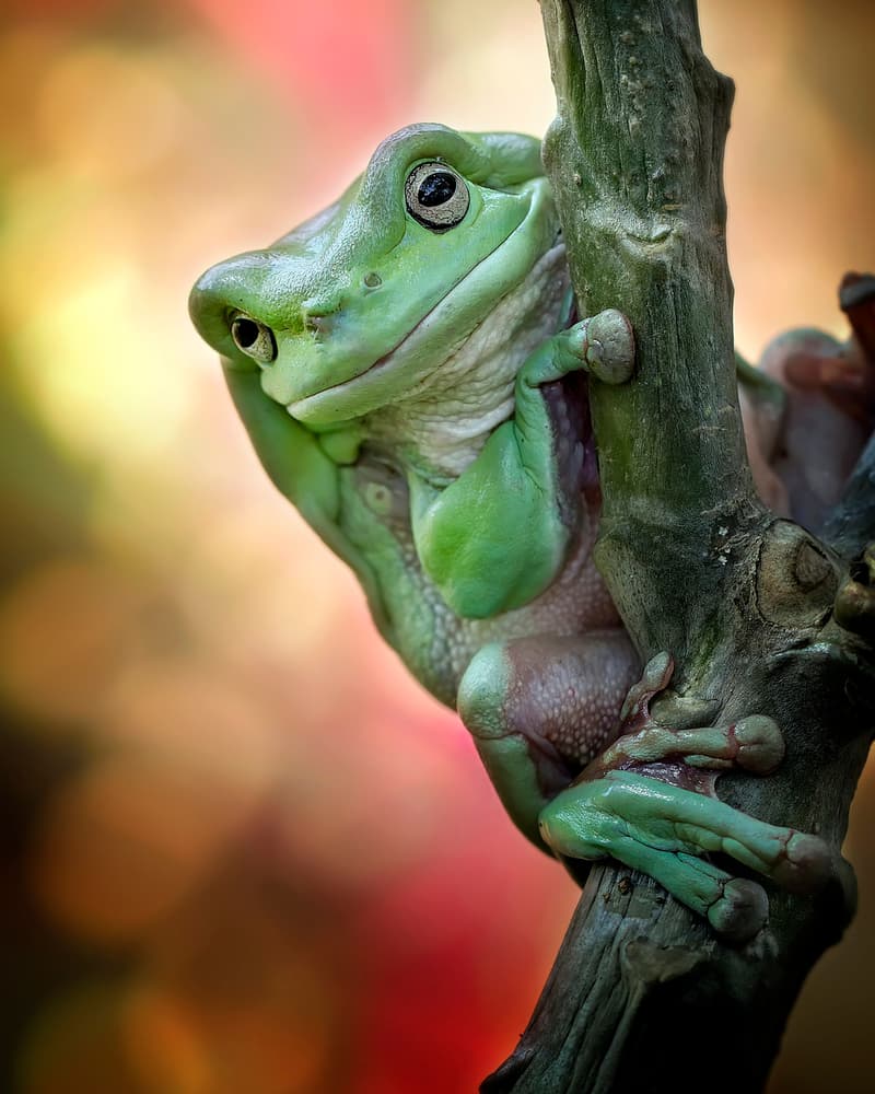 Curious Green Tree Frog by Fauzan Maududdin — canvas wall art