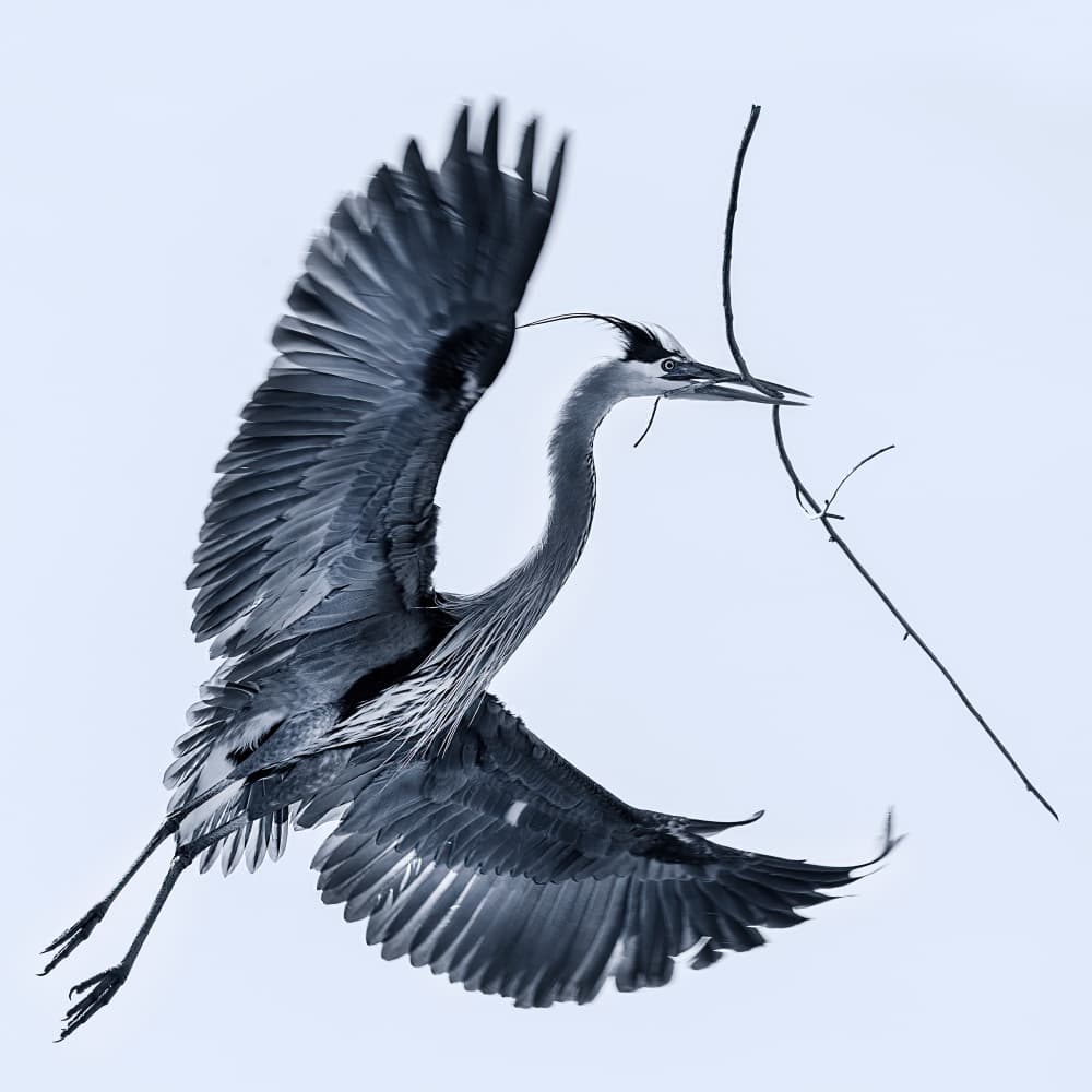 Nesting Heron in Flight by verdon — canvas wall art