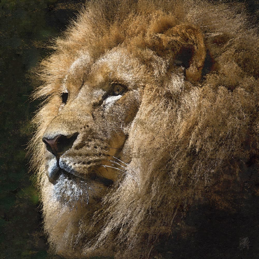 Majestic Golden Lion by Osvaldo Russo — canvas wall art