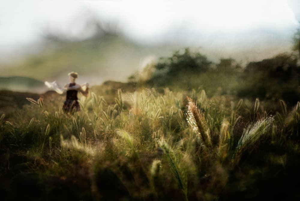 Golden Field Dream by Charlaine Gerber — canvas wall art