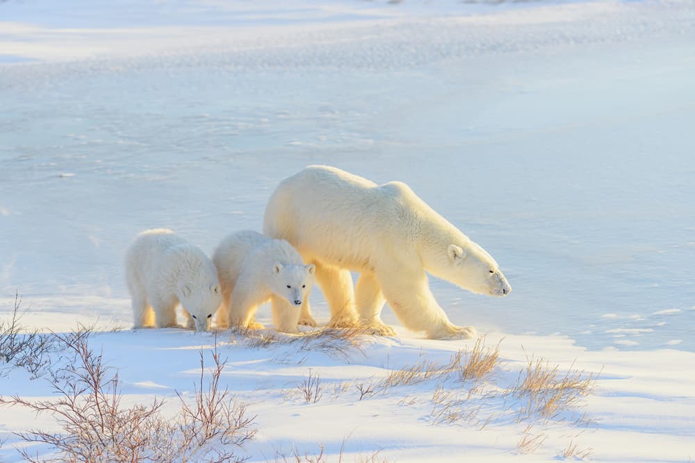 Polar Bear Family by YY DB — canvas wall art