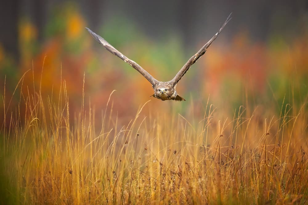 Autumn Hawk in Flight by Milan Zygmunt — canvas wall art