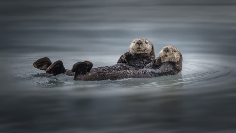 Two Floating Otters by Qing Zhao — canvas wall art