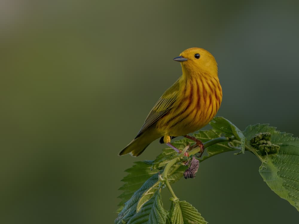 Vibrant Yellow Warbler by Jacob (Jian) Xu — canvas wall art