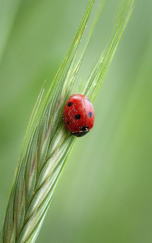Red Ladybug on Wheat by Nicolae Stefanel Rusu — canvas wall art