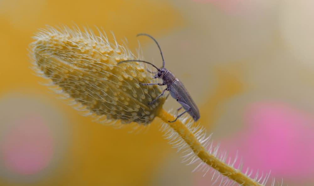 Beetle on Poppy Bud by Thierry Dufour — canvas wall art