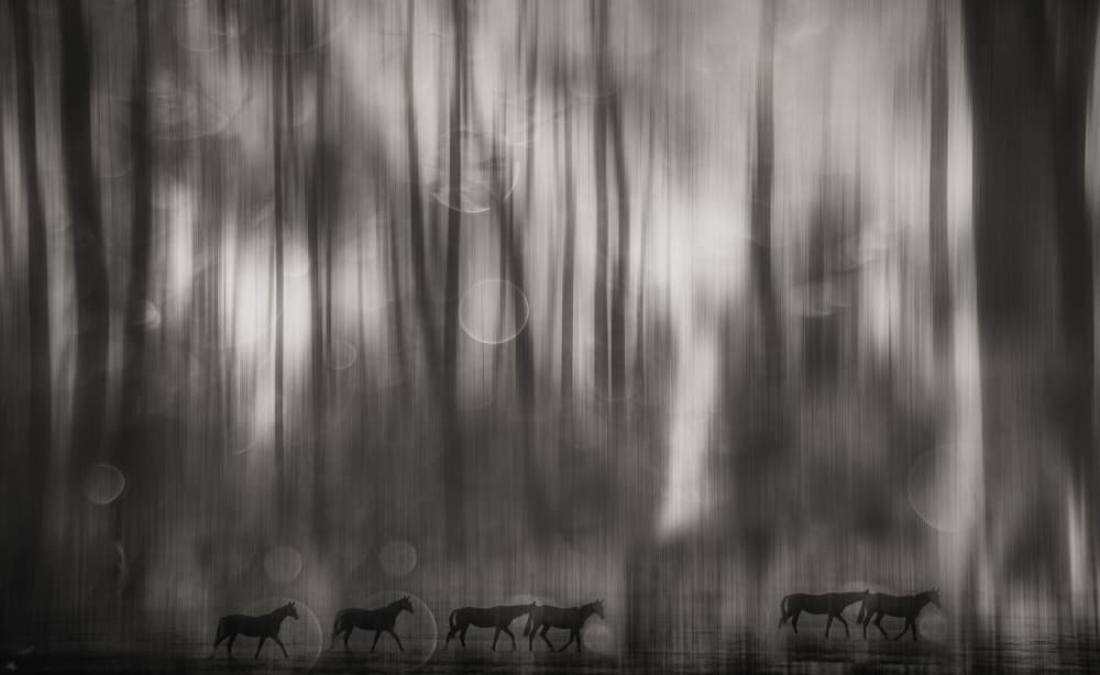 Mysterious Forest Journey by Hilda van der Lee — canvas wall art