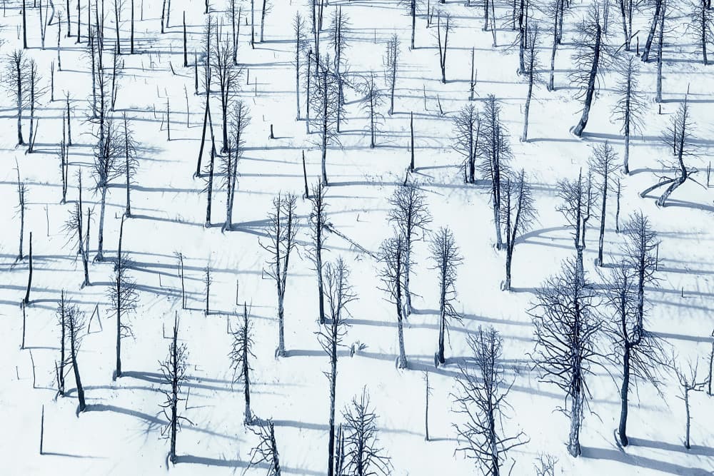 Stark Winter Forest by Mei Xu — canvas wall art