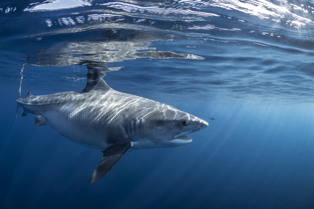 Majestic Great White Shark by Barathieu Gabriel — canvas wall art