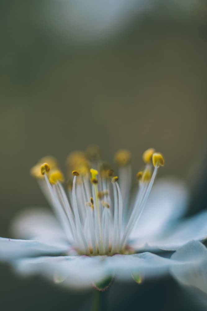 Delicate White Bloom by Javier Pardina — canvas wall art