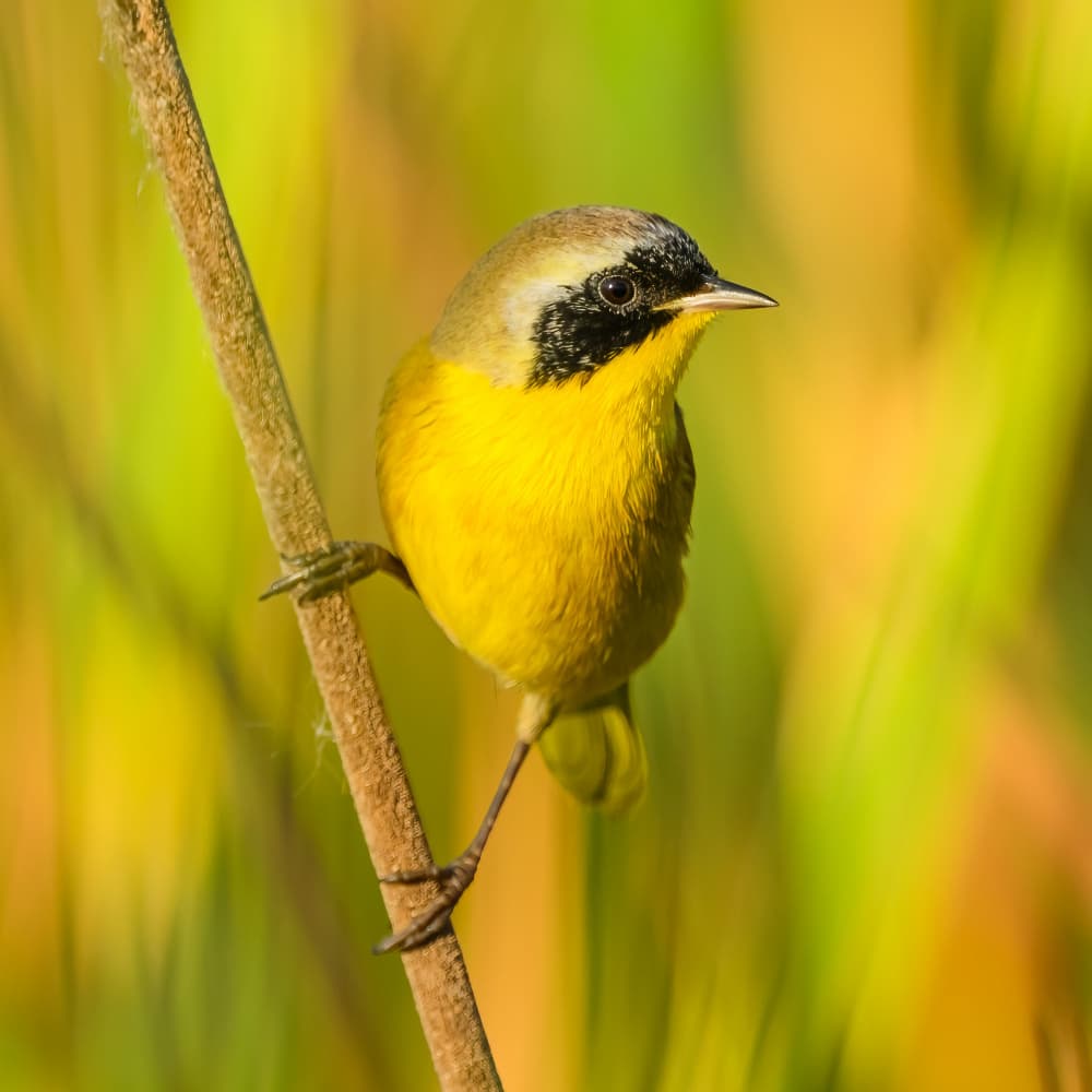 Vibrant Yellow Songbird by Moses Wang — canvas wall art