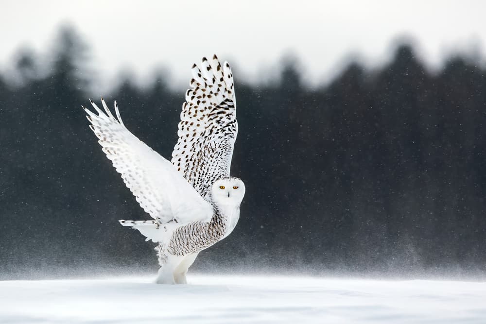 Snowy Owl Takes Flight by Alessandro Catta — canvas wall art