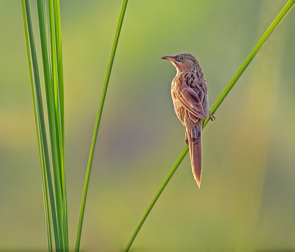 Serene Bird Perched by Sayyed Nayyer Reza — canvas wall art