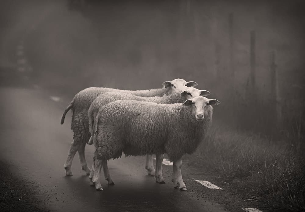 Three Sheep Foggy Road by Allan Wallberg — canvas wall art