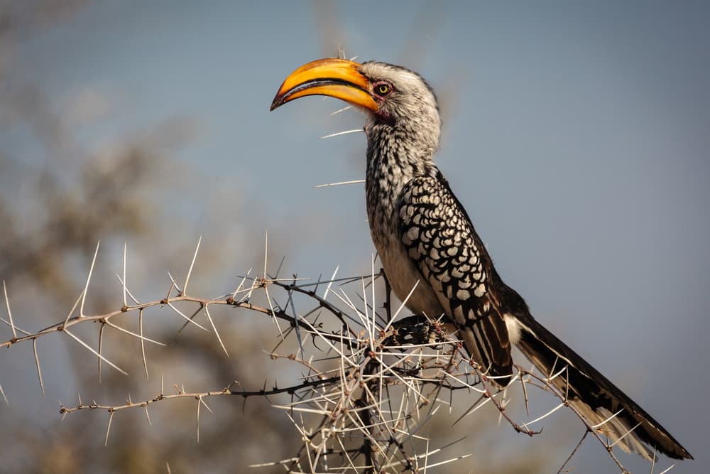 Yellow Hornbill Perch by Franco Farinati — canvas wall art