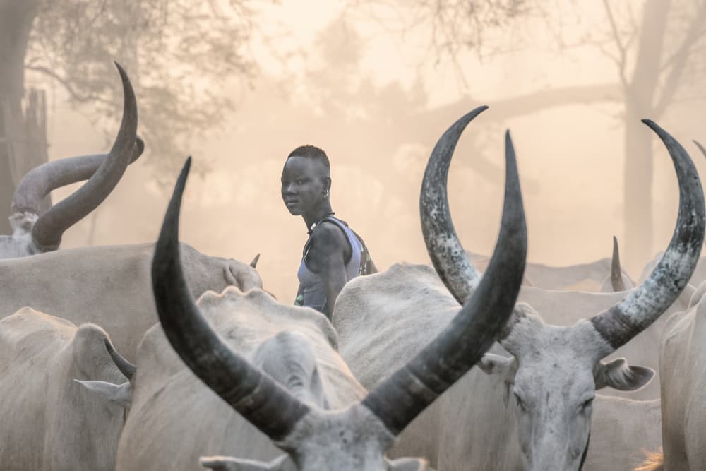 Dinka Boy Among Cattle by Trevor Cole — canvas wall art