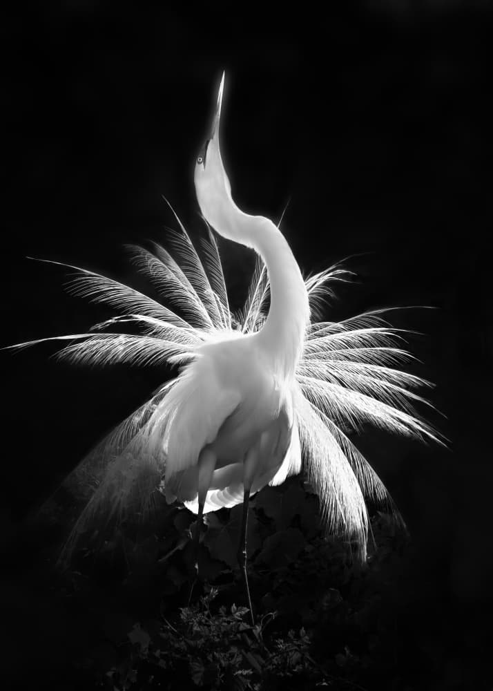 Elegant Egret Display by Jianping Yang — canvas wall art