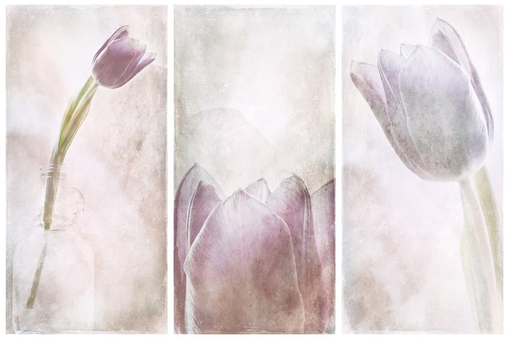 Lavender Tulip Dream by Gustav Davidsson — canvas wall art