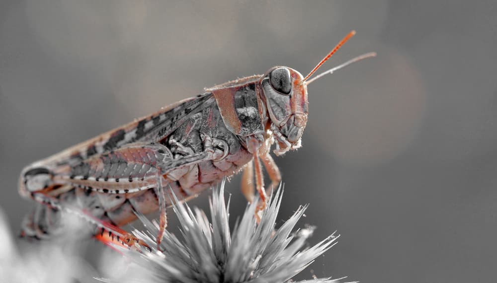 Macro Grasshopper Portrait by Thierry Dufour — canvas wall art