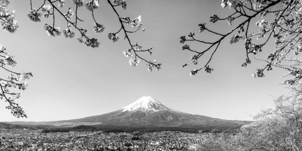 Mount Fuji Cherry Blossoms by Melanie Viola — canvas wall art