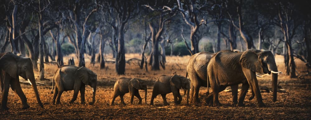 African Elephant Passage by Antonio Grambone — canvas wall art