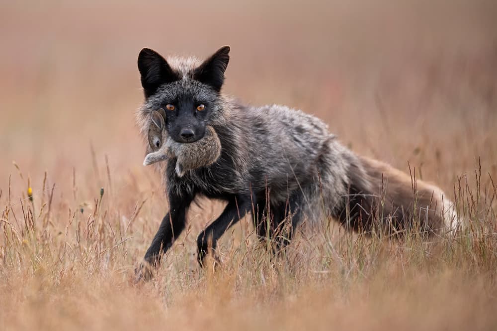 Silver Fox Hunt by Tracy — canvas wall art