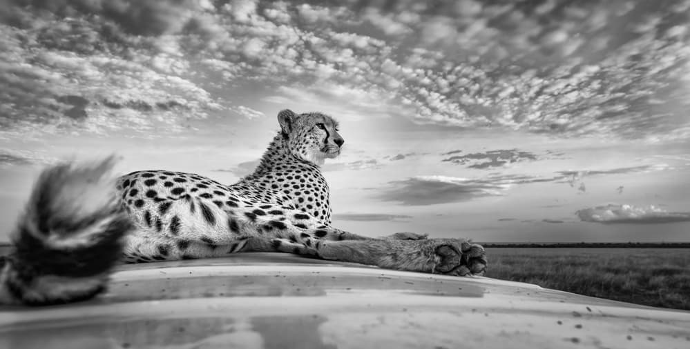 Cheetah Under Dramatic Sky by Jeffrey C. Sink — canvas wall art