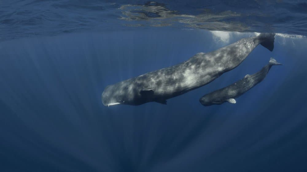 Majestic Sperm Whales by Jennifer Lu — canvas wall art