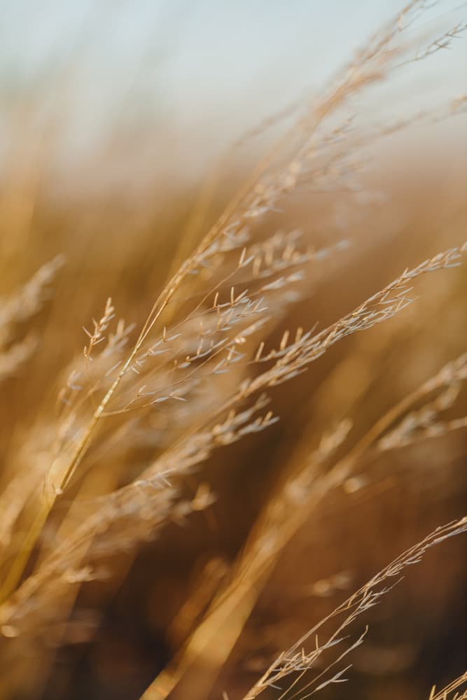 Golden Fields Whisper by Javier Pardina — canvas wall art
